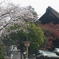 桜の国府宮神社　（６）