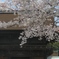 桜の国府宮神社　（７）