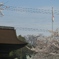 桜の国府宮神社　（９）