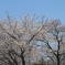 桜の国府宮神社　（１０）