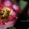 DSC00431