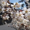 お隣さんの桜