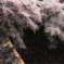 古城に咲く