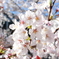 目黒川の桜