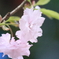 haruiro
