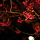 二条城 寒緋桜