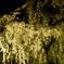 嵐山 夜桜 ライトアップ