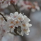 桜花