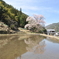 苗代桜
