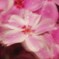 薄紅色の肌