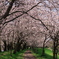 小貝川沿いの桜