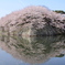 回桜