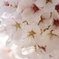 桜の集まり