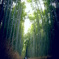 竹林の道