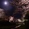月夜の桜
