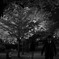 桜のように散るのもいいかも