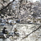井の頭公園桜