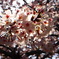 ｓａｋｕｒａ
