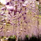 藤公園
