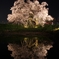 逆さの夜桜