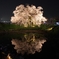 浅井の一本桜