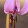 かたくり