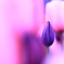 つぼみ -PURPLE-
