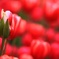 私を見て -RED-