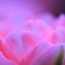 ちゅーりっぷ -PINK-