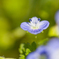野の花