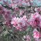 桃の花