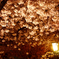 夜桜