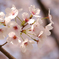 万博記念公園の桜