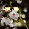 天満橋の夜桜