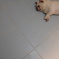 春