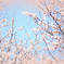 5D3_0527a