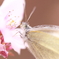 桜と蝶