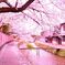 桜道