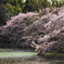 桜乱舞