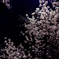 流桜