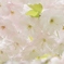 一葉