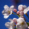 桜の妖精