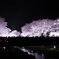 野川桜ライトアップ
