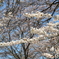 cherry blossom