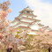 鶴ヶ城の桜