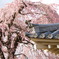ひさしの枝垂桜