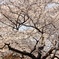 代々木公園の桜