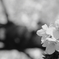 代々木公園の桜２