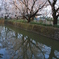 公園の桜