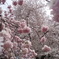 雨のち桜